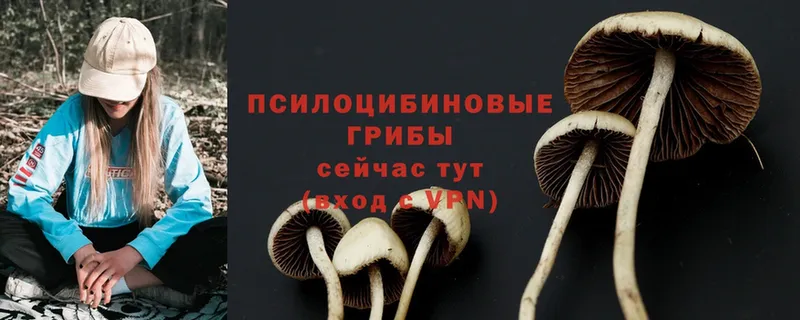 mega ONION  Белозерск  Псилоцибиновые грибы Psilocybine cubensis 